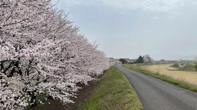 hino_river_cherry_blossom